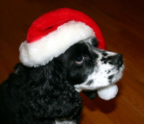 Dog Dog