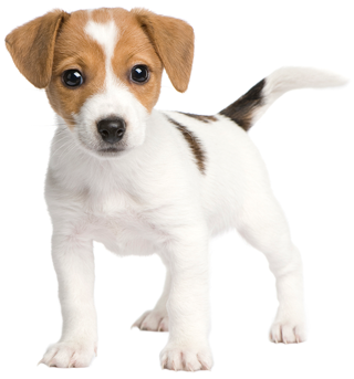 Puppy