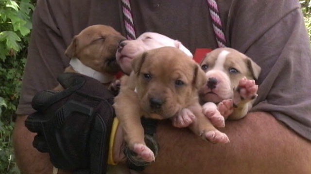 wnn_dogfighting_130827_wg
