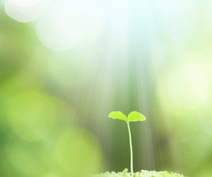 plantgrowing