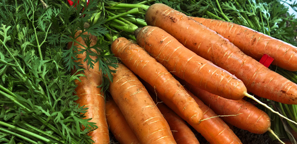 carrot top pesto