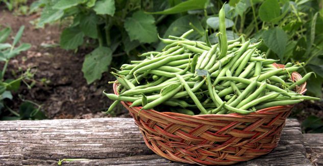 Orzo pasta green beans